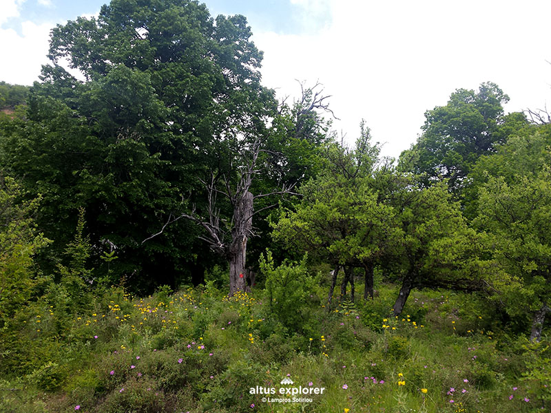 koziakas trail