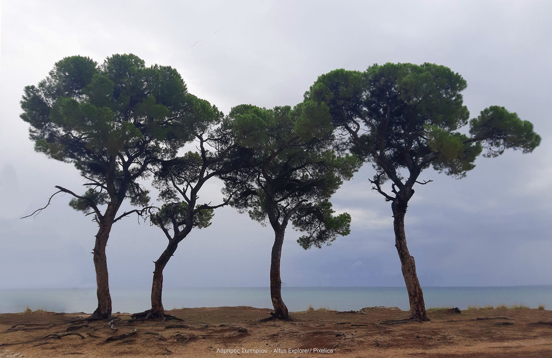 Δάσος Σχινια