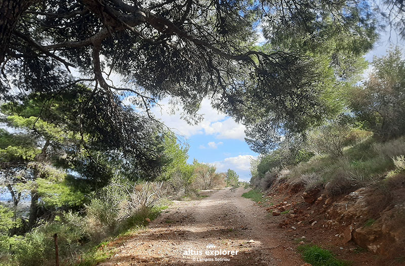 Μπουρα δασικος δρομος