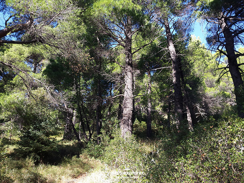 hiking trail Dirfi - πεζοπορια διρφη